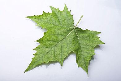 卡普空宣布将制裁《怪物猎人：荒野》挑战任务作弊玩家